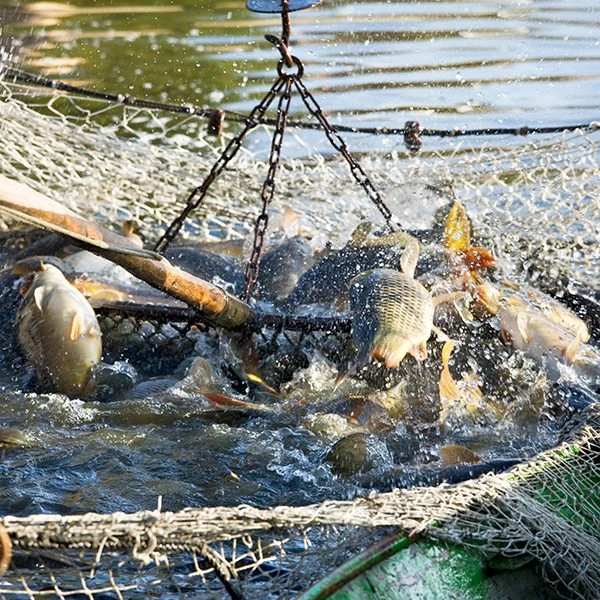Opdrættet fisk