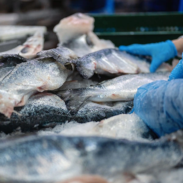 Forarbejdet fisk og skaldyr