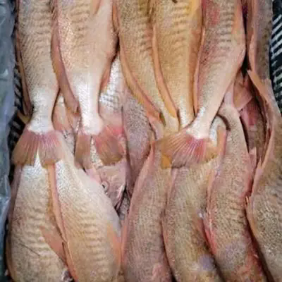 Hvilke skjulte variabler ændrer Premium Frozen Yellow Croaker Whole Round landede værdi?