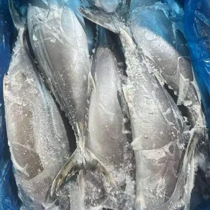 Hvad gør Sarda Tun til et værdifuldt valg for købere af fisk og skaldyr?