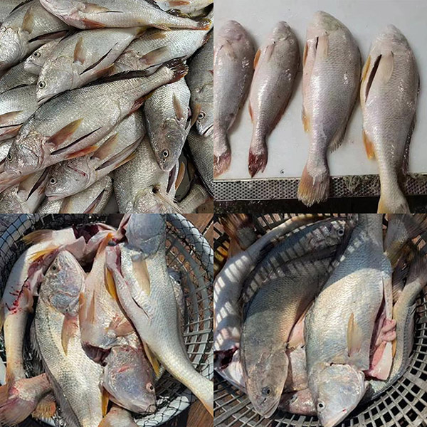 Friskfrosset hvid croaker renset