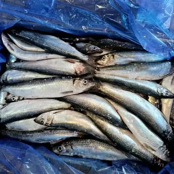 Frosne Sild Hel Rund