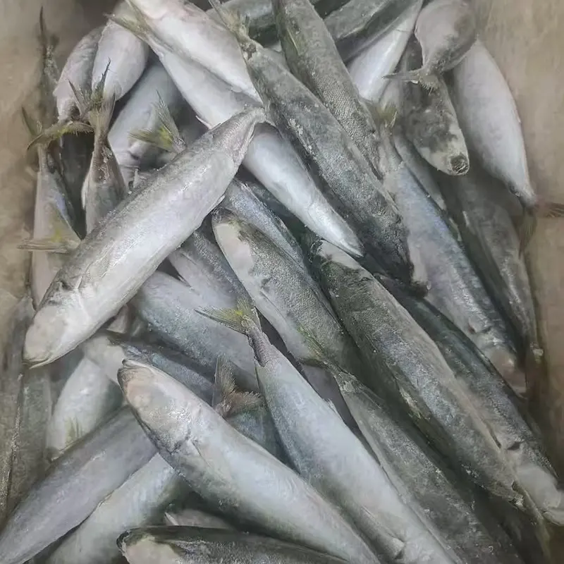 Frosne Layang scad hele runden