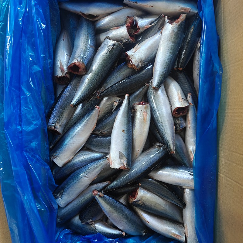 Frossen stillehavsmakrel HGT