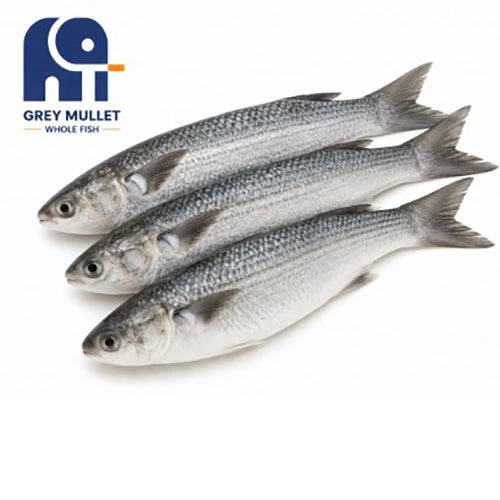 Højkvalitets frossen grå multe hel fisk