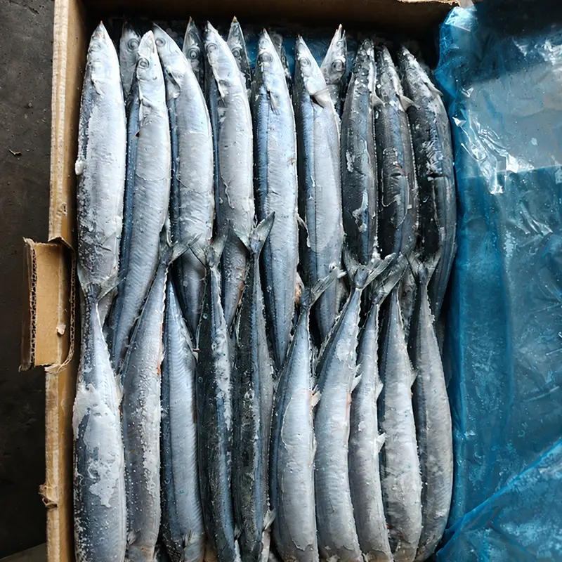 Sea Frozen Pacific Saury af høj kvalitet