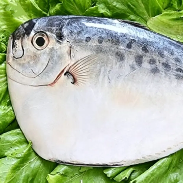 IQF Frossen Månefisk Hel Rund