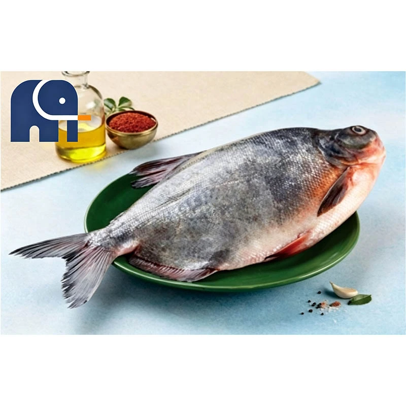 Premium Frossen Rød Pomfret Hel Rund