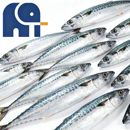 Havfrossen stillehavsmakrel